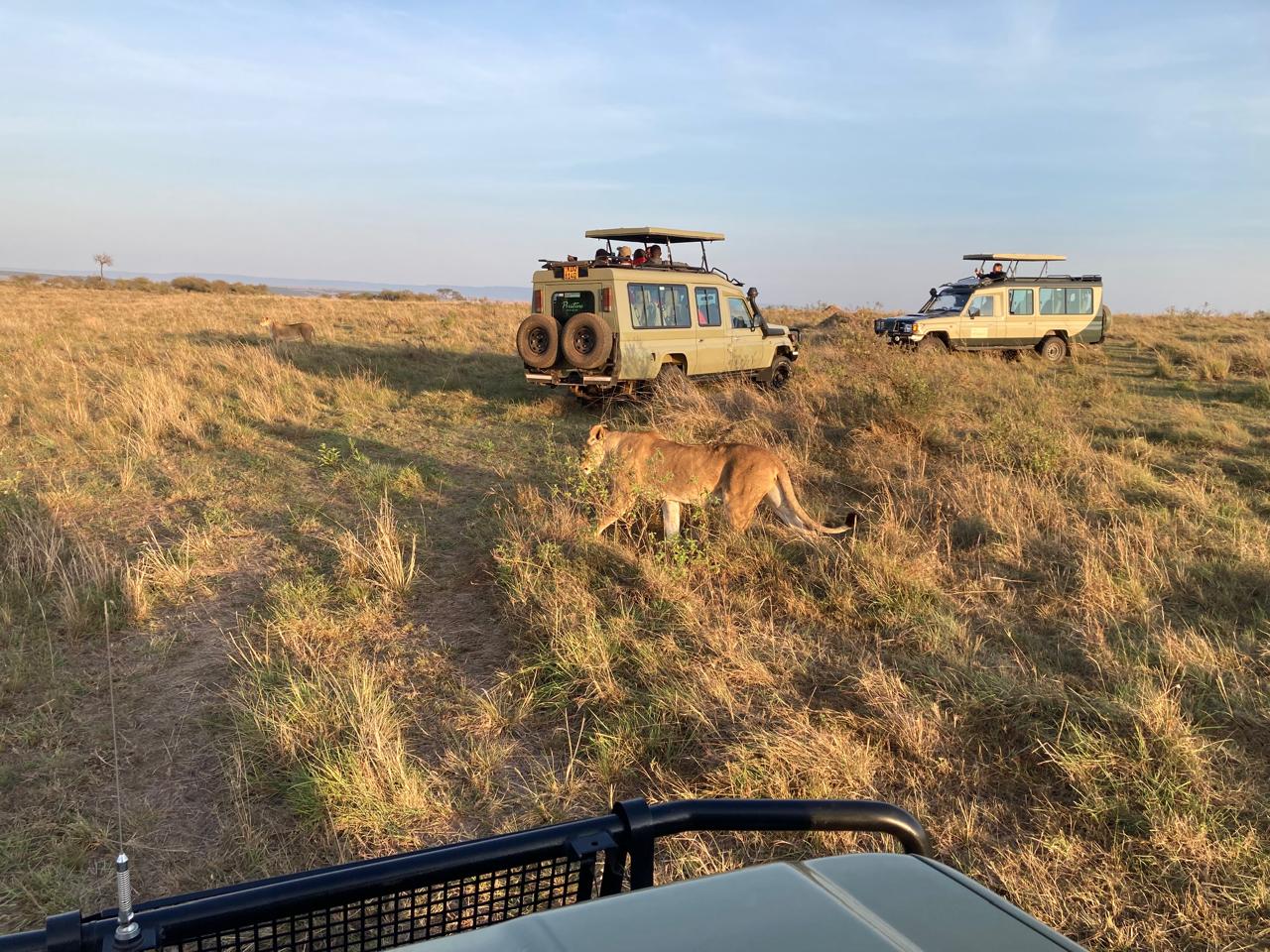 Elephant herd crossing the savannah at dusk
